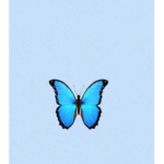 Blue Butterfly Cuties