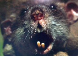 Rats Galore