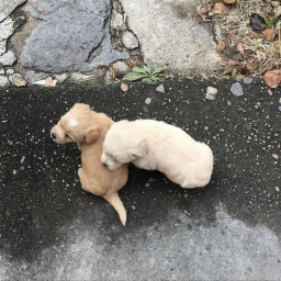 ✿