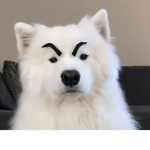 NoobDogs