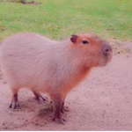 Capybara Sus<3