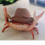 the cunning crab club