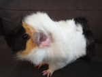 Guinea pigs Rock! ! !