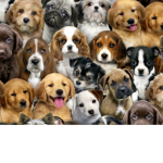 Doge and Pup GrOuP