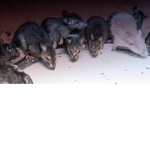 THE RAT PACK SAVAGE