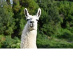 Llama's Clothing Group