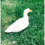 Goose on the loose