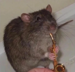 ʙʟ1ɴɢ