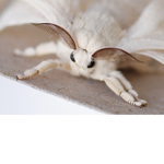 _Moths United_