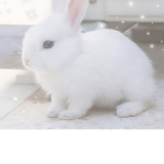 -_<cutes bunnies>_-