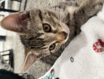kitti :P