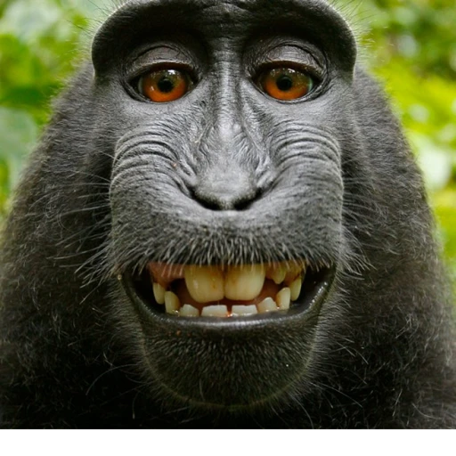 [✨UPD] Anime Adventures