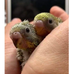 The birb squad