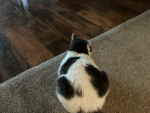 My cat is a loaf