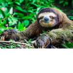 Sloth group!