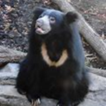 vibing bears