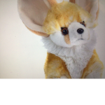 Fennec foxs United
