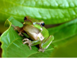 Le froggie cult