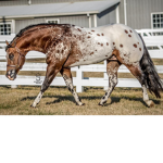 Ivory Riding School
