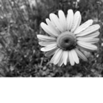Black-Flower