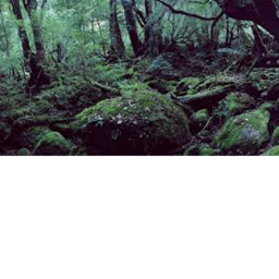 The Deep Forest