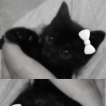 Butterflylovely