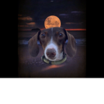 Captain the puppy club