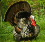 Turkeygod development