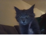 join if u like kitten/cats