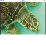 Official sea turtle