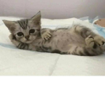 Cat kittys