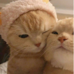 Bᴜʙʙʟᴇsᴀʀᴍʏ!