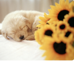 Puppy/dog fan club