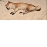 doge so cute uwuuuuuu
