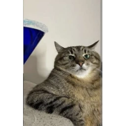 CAT ESCAPE (NEW BETA) icon