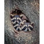 Racoons Are The Best
