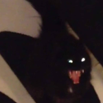 p a r a n 0 i a %