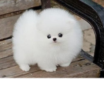 Studio Fluffy