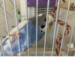 Sweetie bird