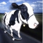 cowridingaskateboard