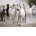 Hollywood Stars And Horse Luvers!!