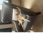 shiba inu FANS ONLY