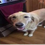 The Butter Dog Army/Gang