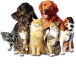 Dogs And Cats United Forever