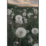 Aesthetically pleasing dandelions group