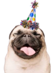 The Pug Party!