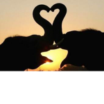 Elephant's Cafe