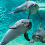 The Dolphin Pods