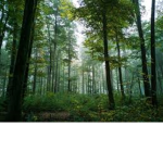 Club Forest
