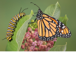 Butterfly and Caterpillar fan club!